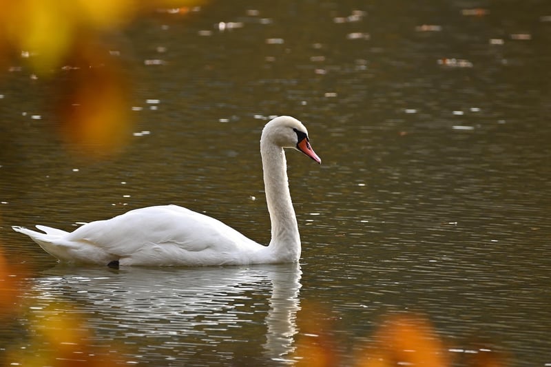 Swan House